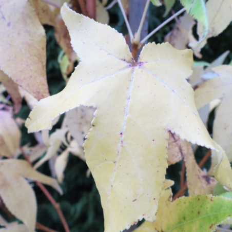 Liquidambar golden sun®