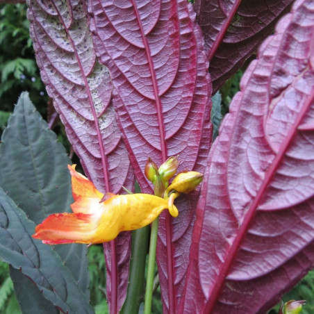 Impatiens balansae