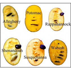 Asimina triloba Shenandoah