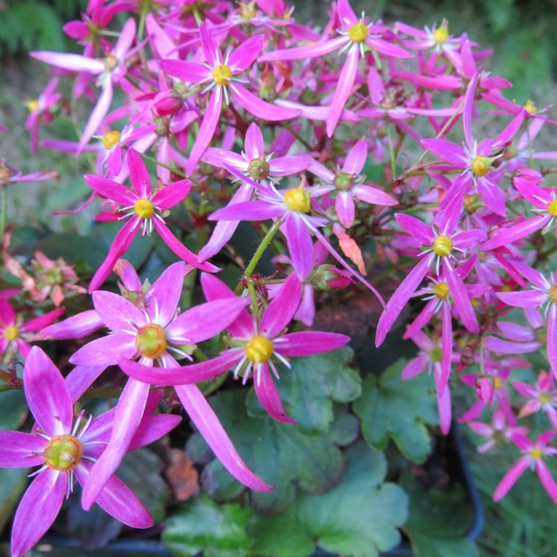 Saxifraga sugar plum