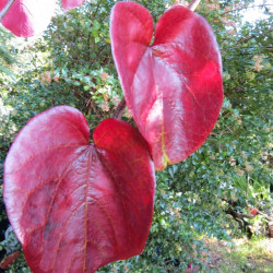 Cercis Merlot