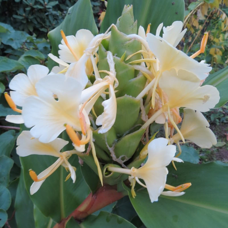 Hedychium maximum