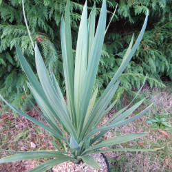 Cordyline green star