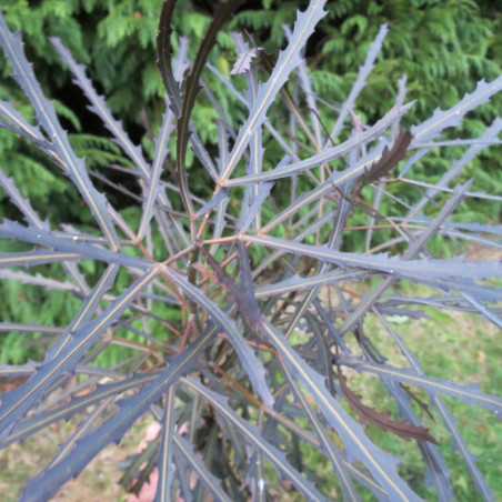 Pseudopanax bronze eagle