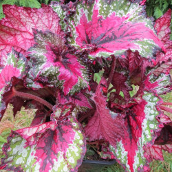 Begonia T REX™ St Nick