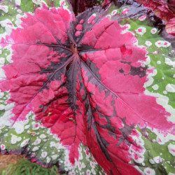 Begonia T REX™ St Nick