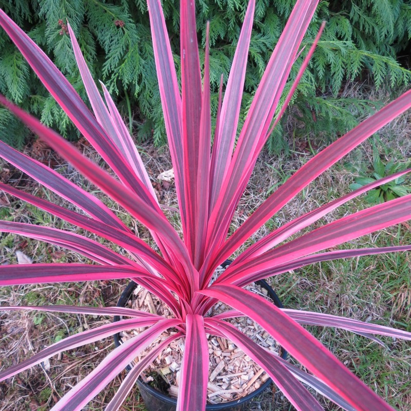 Cordyline pink star