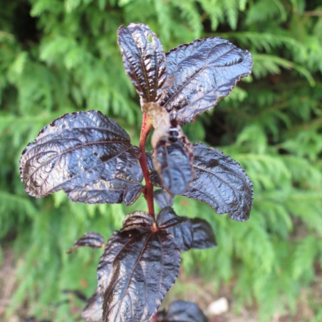 Ceanothus tuxedo