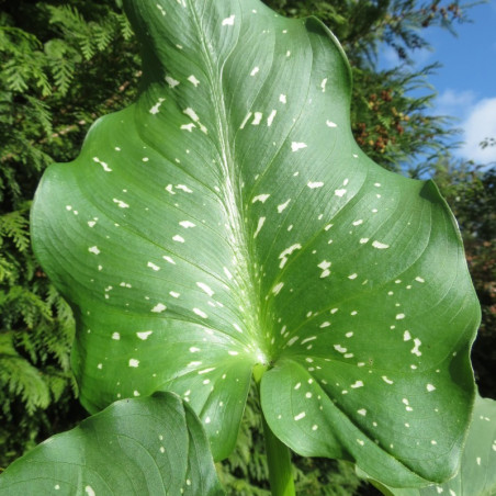 Zantedeschia aethiopica Himalaya