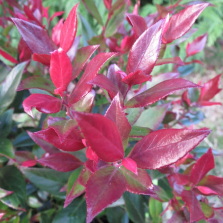 Leucothoe little flames