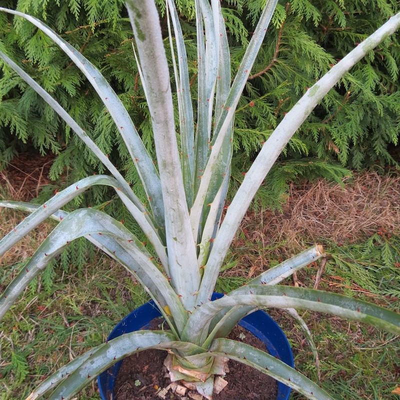 Puya castelanosii