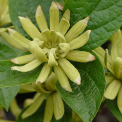 Calycanthus floridus Athens