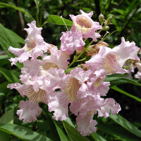 Chitalpa tashkentensis summer bells