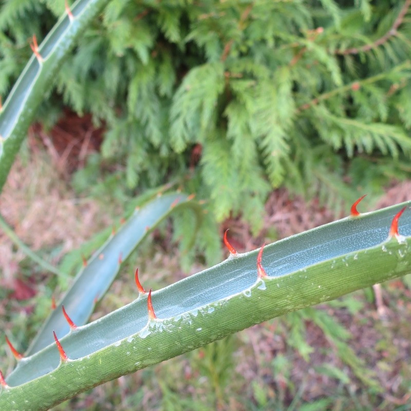 Puya densiflora