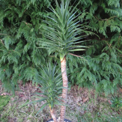 Cordyline Karo Kiri®