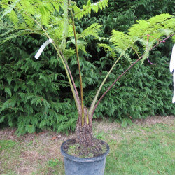 Cyathea cooperi 15 l