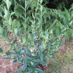 Sarcococca dragon's gate