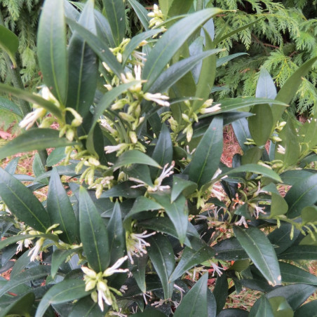 Sarcococca dragon's gate