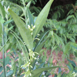 Sarcococca dragon's gate