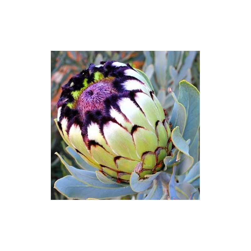 Protea niobe