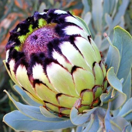 Protea niobe
