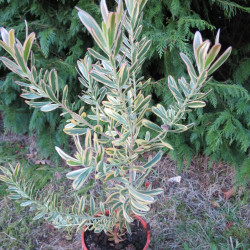 Leucadendron 'safari sunshine'