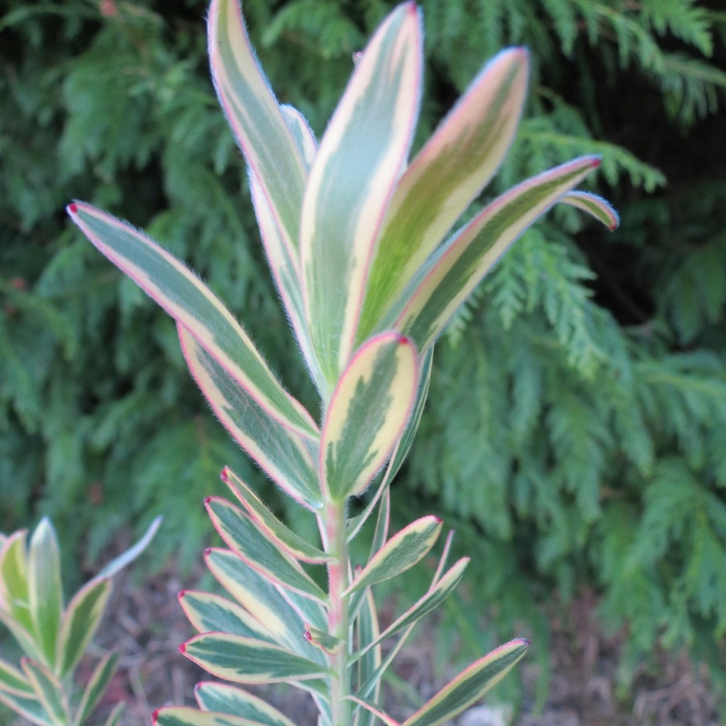 Leucadendron 'safari sunshine'