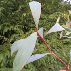 Hakea laurina