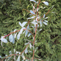 Hakea laurina