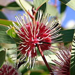 Hakea laurina