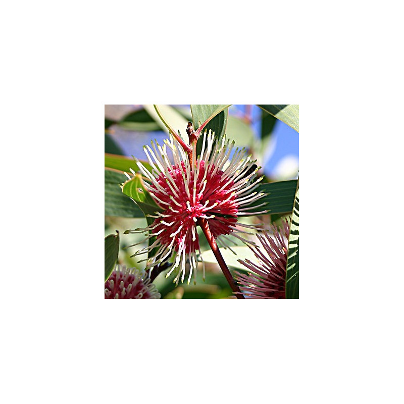 Hakea laurina