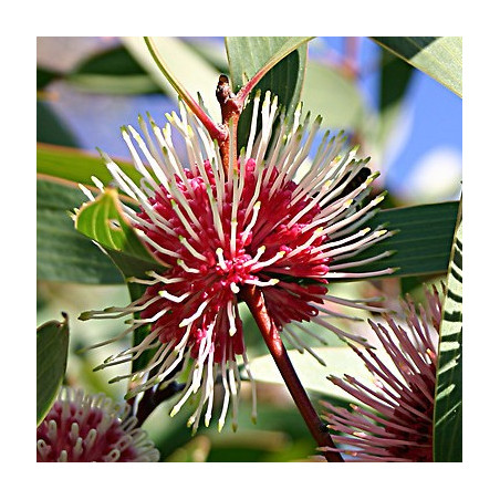 Hakea laurina