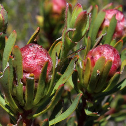 Leucadendron 'strawberry fair'