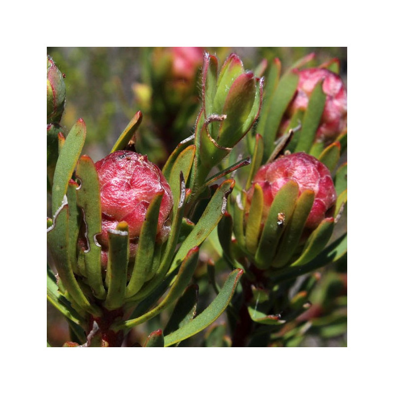 Leucadendron 'strawberry fair'