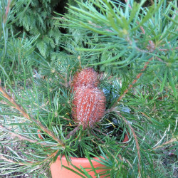 Banksia birthday candles