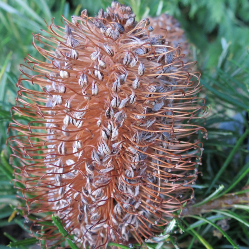 Banksia birthday candles