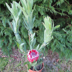 Protea Tasman ruby