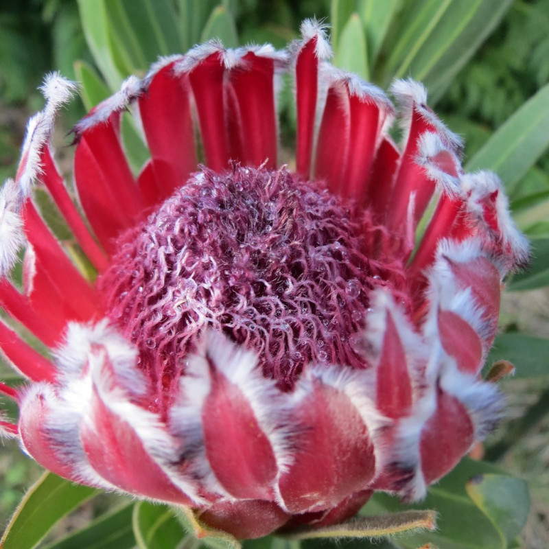 Protea Tasman ruby