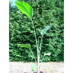 Strelitzia nicolai 10 l