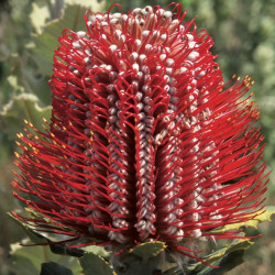 Banksia coccinea