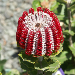 Banksia coccinea