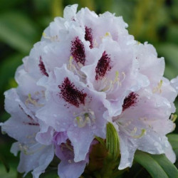 Rhododendron 'Calsap'