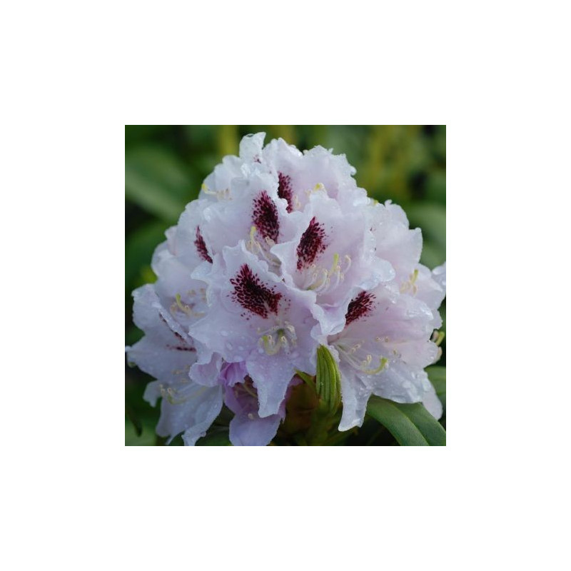 Rhododendron 'Calsap'