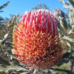 Banksia meisneri