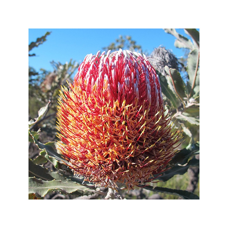 Banksia meisneri