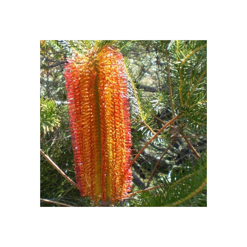 Banksia ericifolia