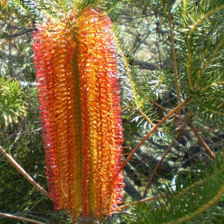 Banksia ericifolia