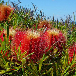 Banksia occidentalis