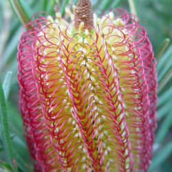 Banksia occidentalis