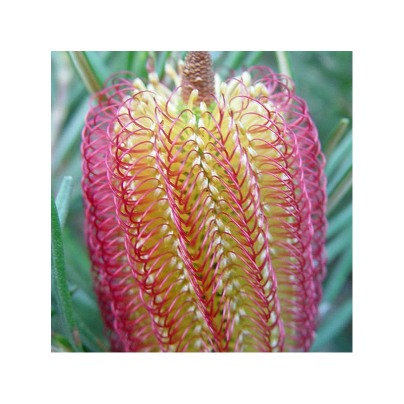 Banksia occidentalis